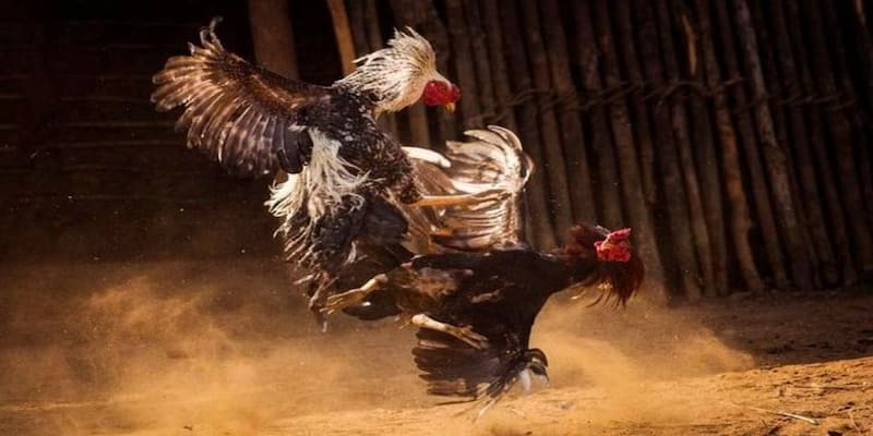 Đá gà cựa sắt bongvip